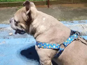 Cachorro raça American bully  idade 2 anos nome Zaya