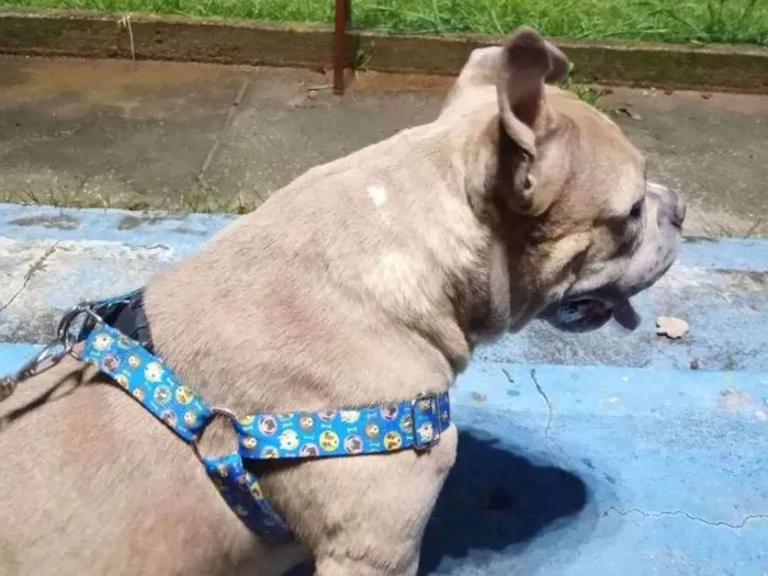 Cachorro raça American bully  idade 2 anos nome Zaya