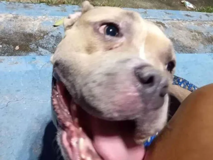 Cachorro raça American bully  idade 2 anos nome Zaya