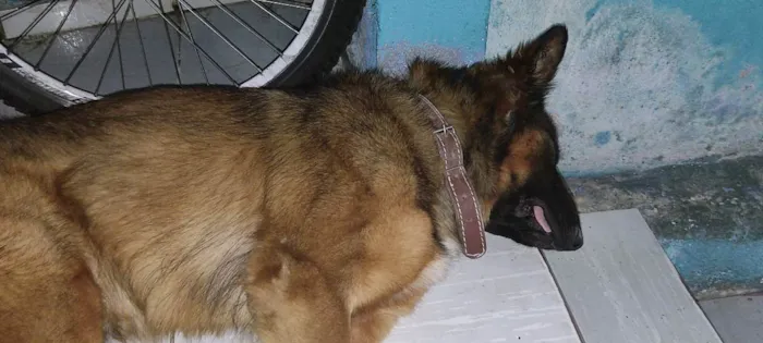 Cachorro ra a Mistura de pastor alemão  idade 1 ano nome Spike