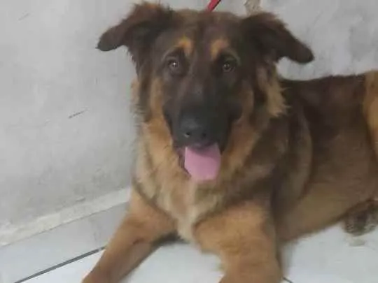 Cachorro ra a Mistura de pastor alemão  idade 1 ano nome Spike