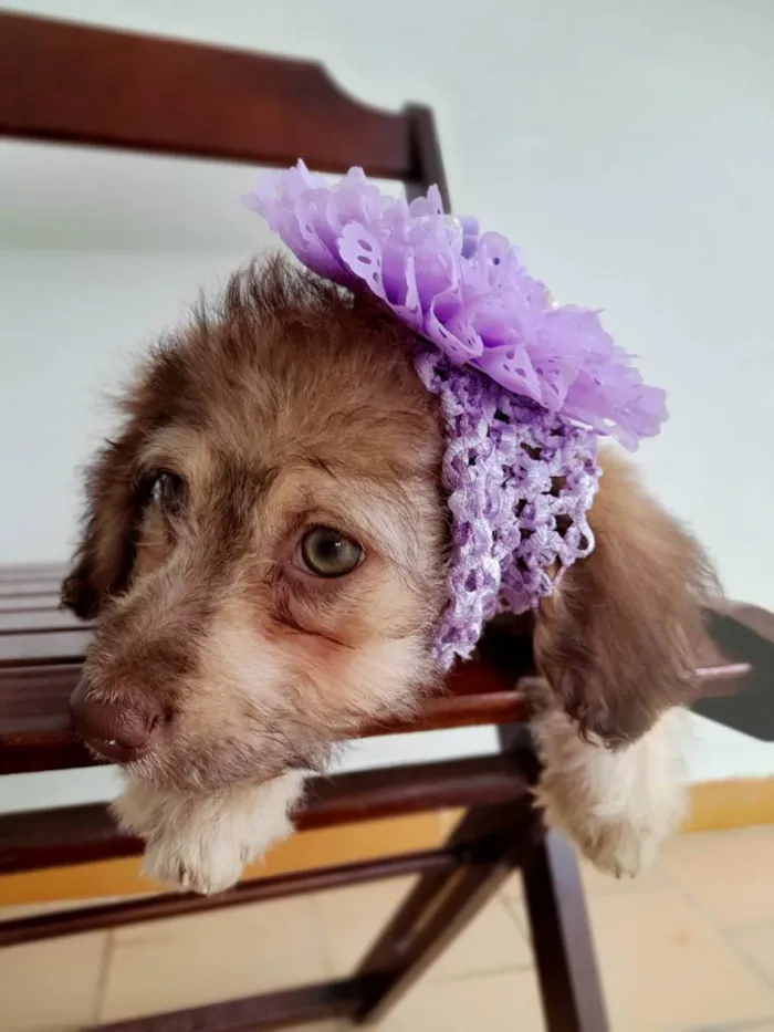 Cachorro ra a Srd idade 2 a 6 meses nome Milene