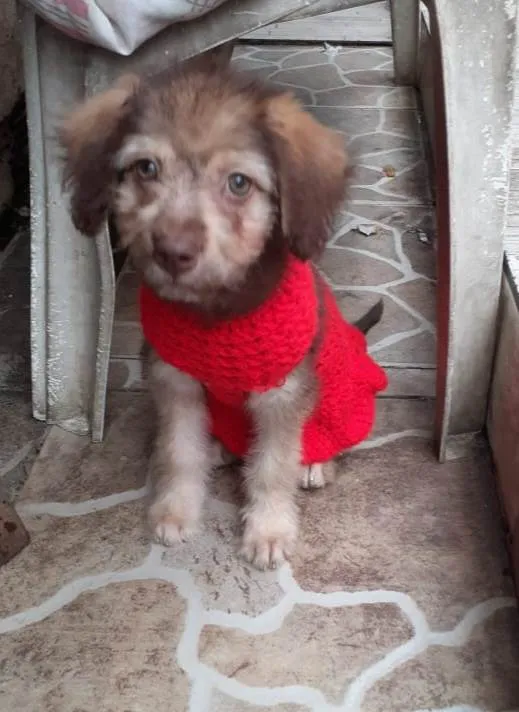 Cachorro ra a Srd idade 2 a 6 meses nome Milene
