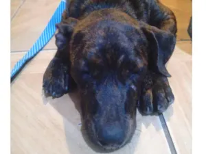 Cachorro raça Hotvailler e Pitbull  idade 2 a 6 meses nome Pandora