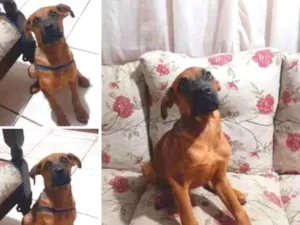 Cachorro raça Fila com Hotvailler  idade 2 a 6 meses nome Thor