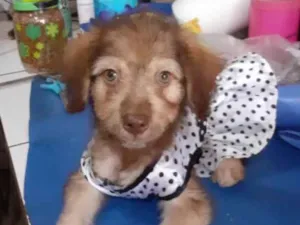 Cachorro raça Srd idade 2 a 6 meses nome Milene