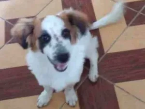 Cachorro raça Vira lata  idade 1 ano nome Billy