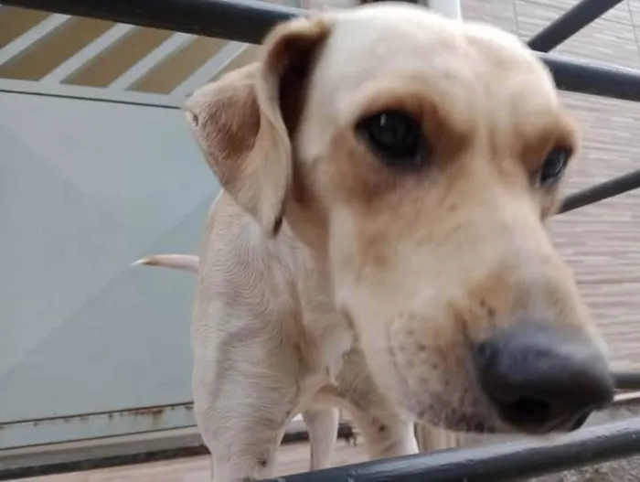 Cachorro ra a indefinida idade 1 ano nome Não Tem.