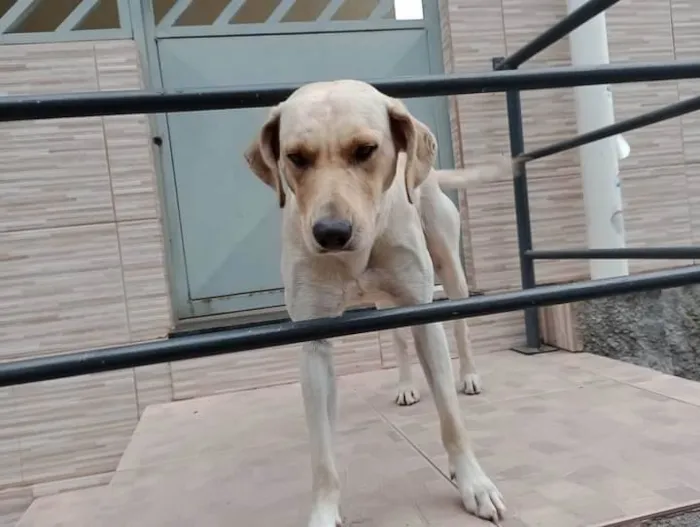 Cachorro ra a indefinida idade 1 ano nome Não Tem.