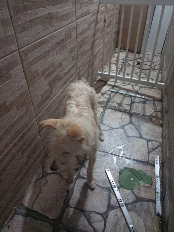 Cachorro ra a Viralata  idade 2 anos nome Pingo 