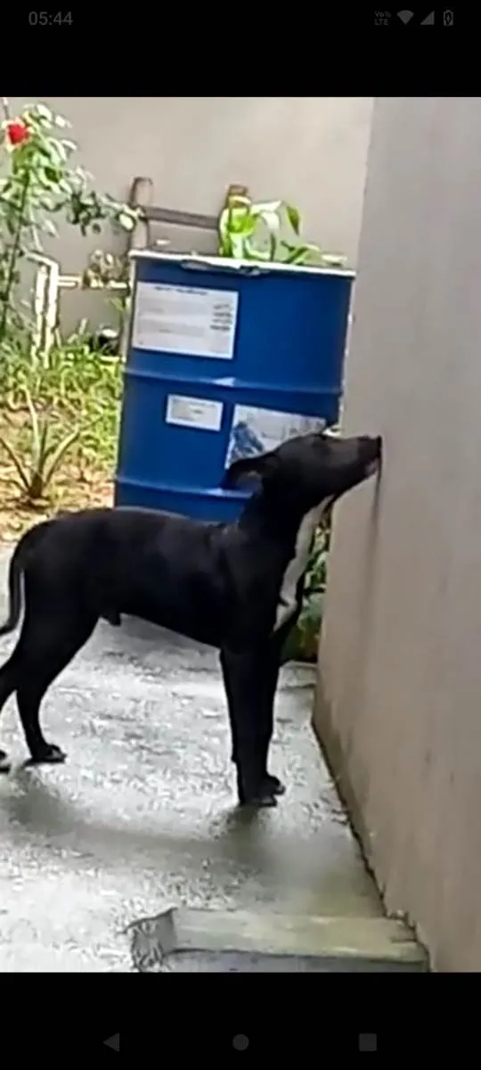 Cachorro raça Semelhança a Pitbull  idade 7 a 11 meses nome BOB
