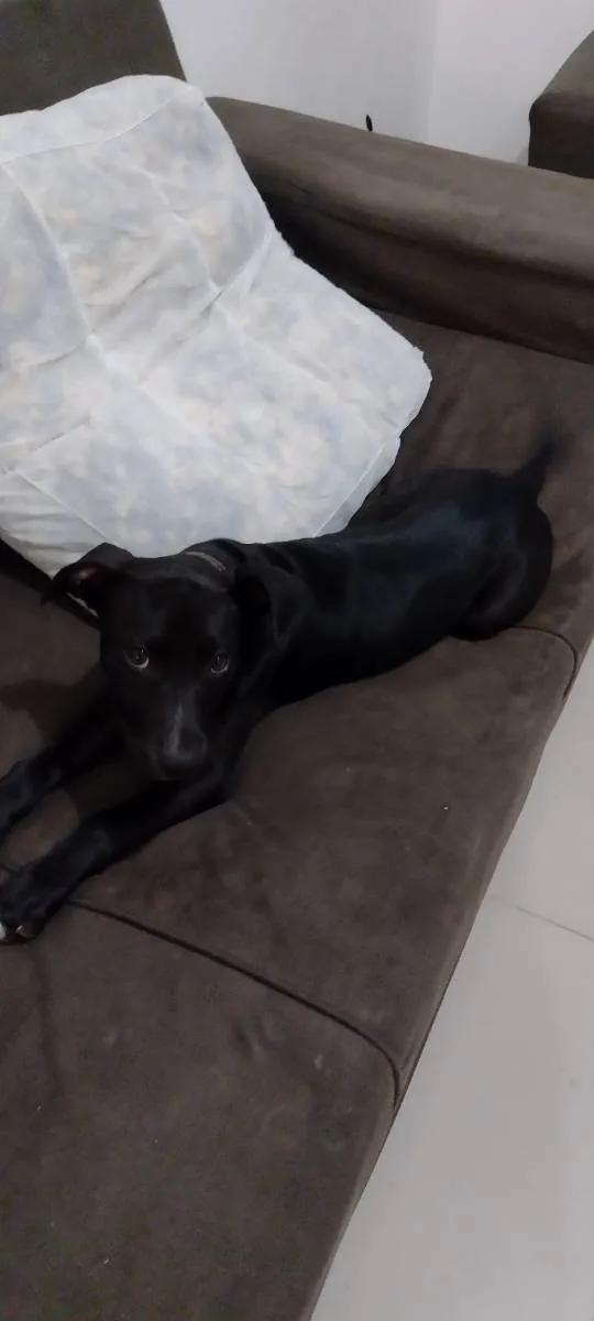 Cachorro raça Semelhança a Pitbull  idade 7 a 11 meses nome BOB