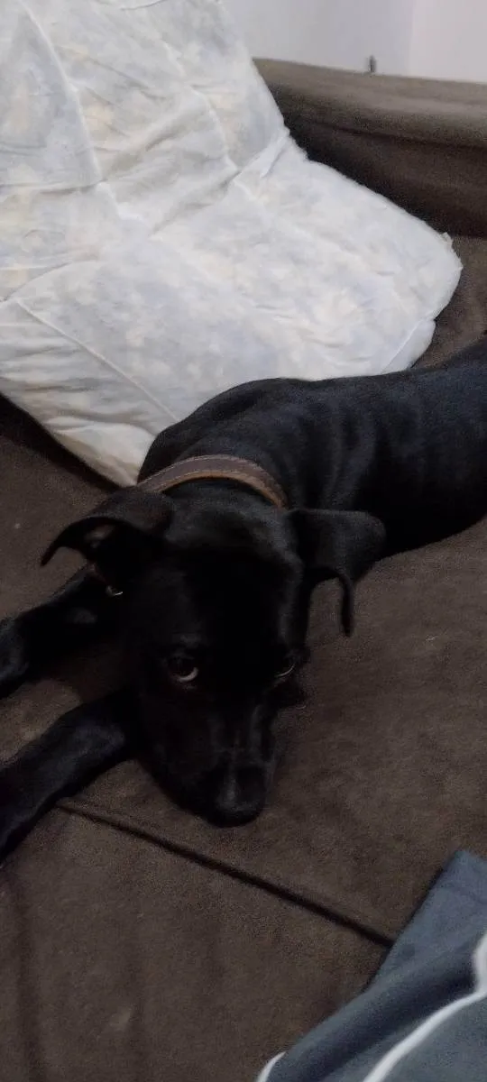 Cachorro raça Semelhança a Pitbull  idade 7 a 11 meses nome BOB