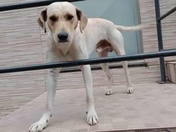 Cachorro ra a indefinida idade 1 ano nome Não Tem.