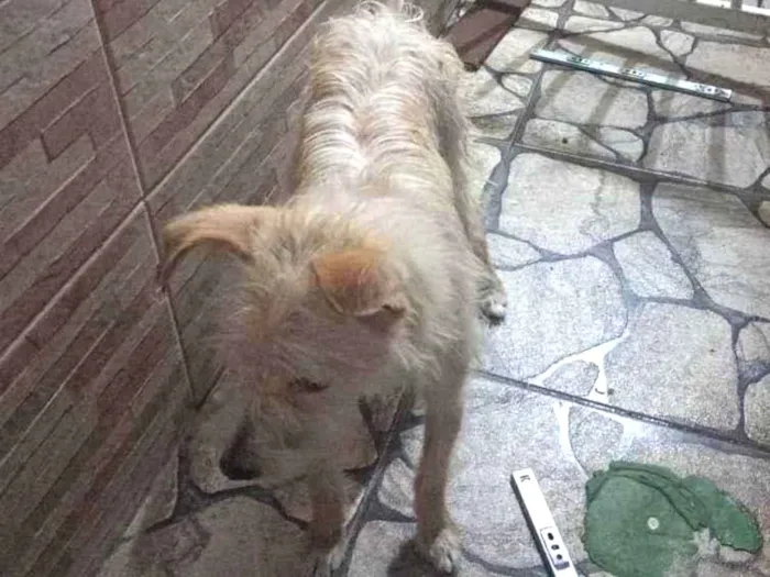 Cachorro ra a Viralata  idade 2 anos nome Pingo 