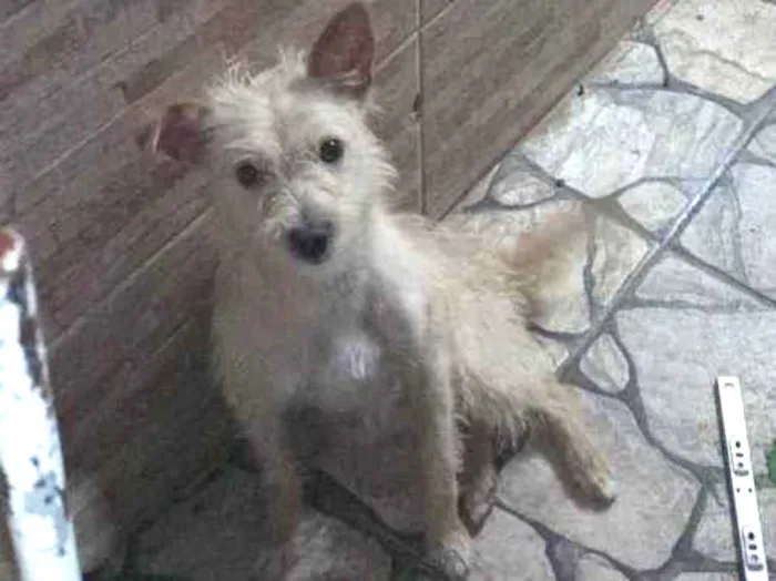 Cachorro ra a Viralata  idade 2 anos nome Pingo 