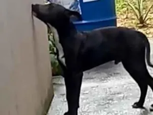 Cachorro raça Semelhança a Pitbull  idade 7 a 11 meses nome BOB