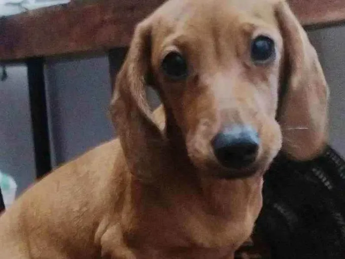 Cachorro ra a duchshund idade 2 a 6 meses nome Rosinha