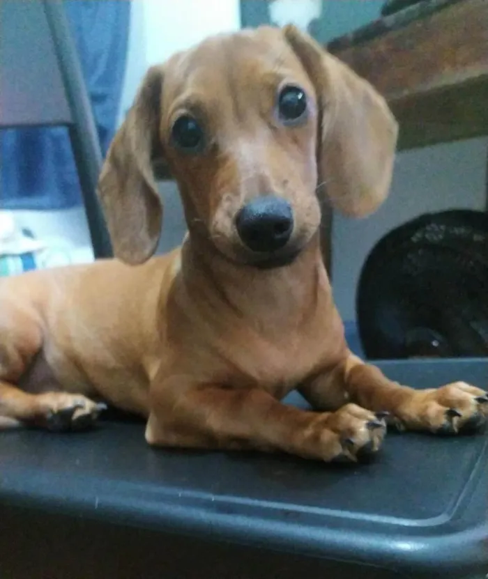 Cachorro ra a duchshund idade 2 a 6 meses nome Rosinha