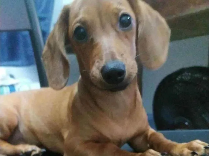 Cachorro ra a duchshund idade 2 a 6 meses nome Rosinha