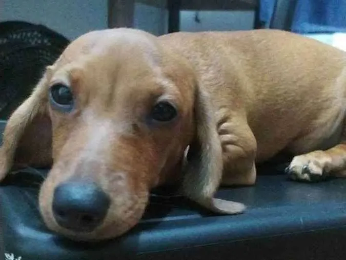 Cachorro ra a duchshund idade 2 a 6 meses nome Rosinha