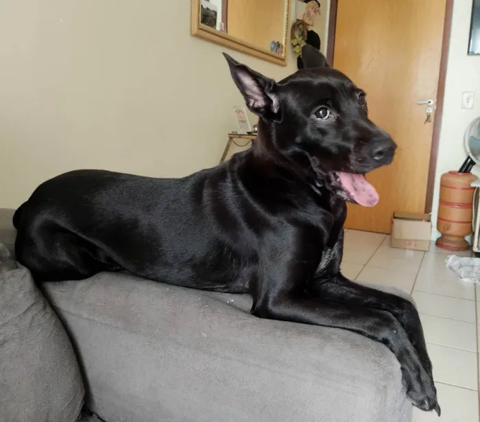 Cachorro raça SRD idade 1 ano nome Pepsi