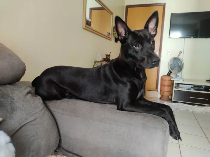 Cachorro raça SRD idade 1 ano nome Pepsi