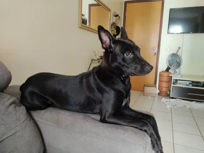 Cachorro raça SRD idade 1 ano nome Pepsi