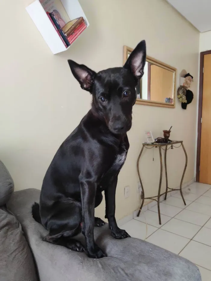 Cachorro raça SRD idade 1 ano nome Pepsi