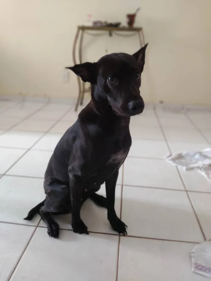 Cachorro raça SRD idade 1 ano nome Pepsi