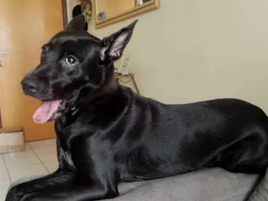 Cachorro raça SRD idade 1 ano nome Pepsi