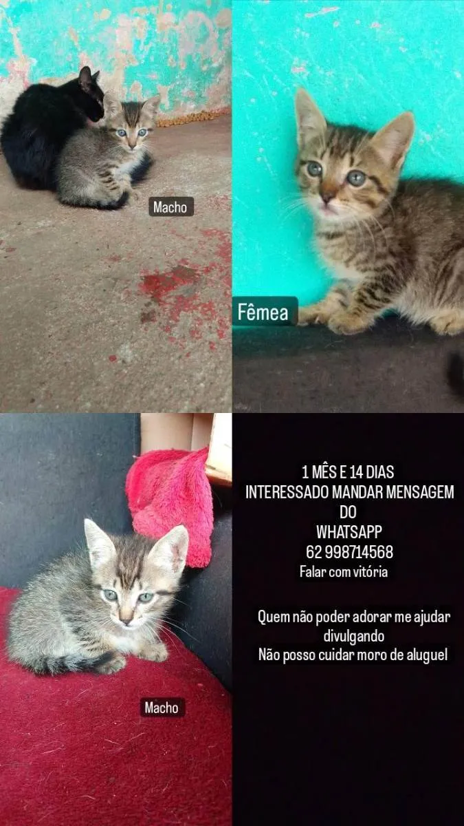 Gato ra a Desconhecida  idade 2 a 6 meses nome Não tem ainda 