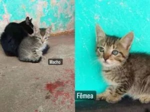 Gato raça Desconhecida  idade 2 a 6 meses nome Não tem ainda 