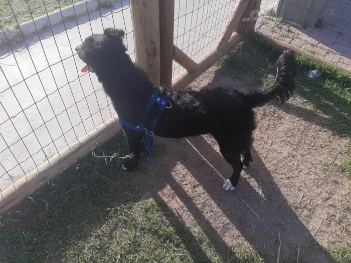 Cachorro raça  idade 2 a 6 meses nome Negão 