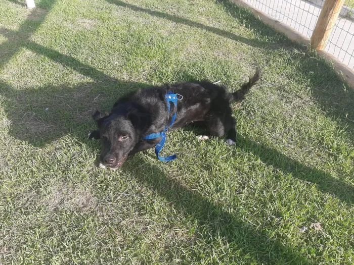 Cachorro raça  idade 2 a 6 meses nome Negão 