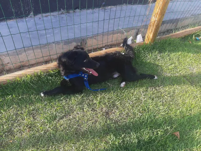 Cachorro raça  idade 2 a 6 meses nome Negão 