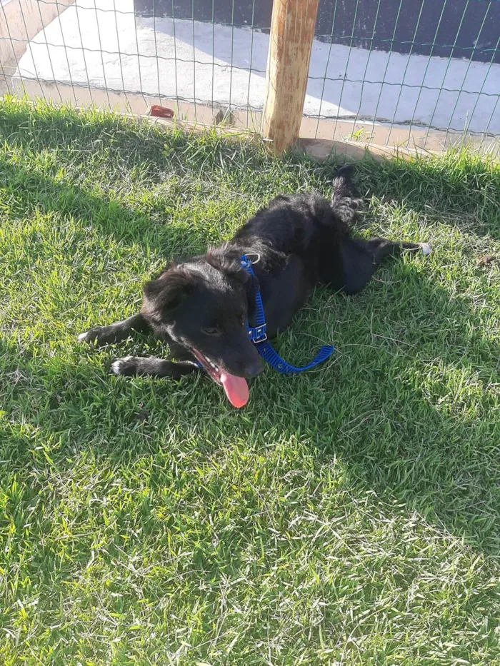 Cachorro raça  idade 2 a 6 meses nome Negão 