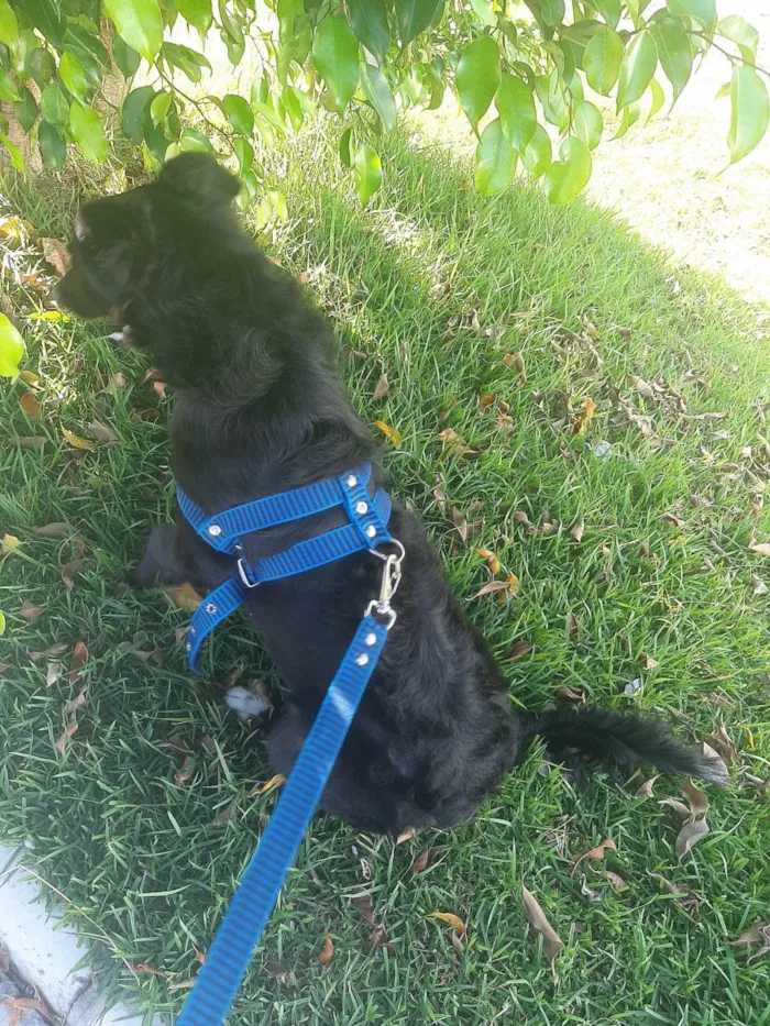 Cachorro raça  idade 2 a 6 meses nome Negão 