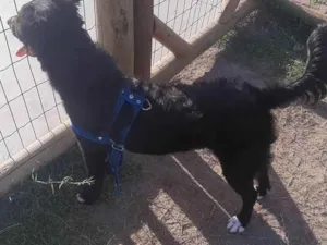 Cachorro raça  idade 2 a 6 meses nome Negão 