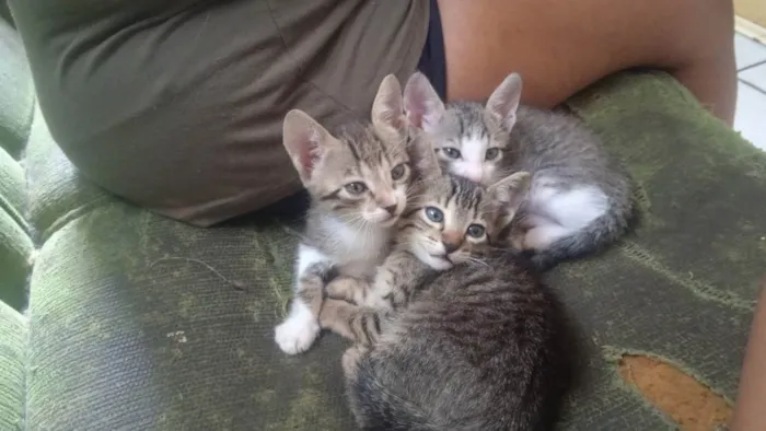 Gato ra a Vira lata idade Abaixo de 2 meses nome Os três não tem nome