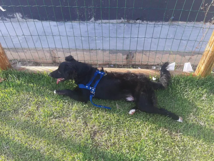 Cachorro raça Indefinida idade 2 a 6 meses nome Negão 