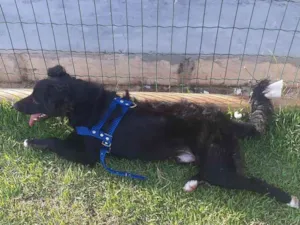 Cachorro raça Indefinida idade 2 a 6 meses nome Negão 