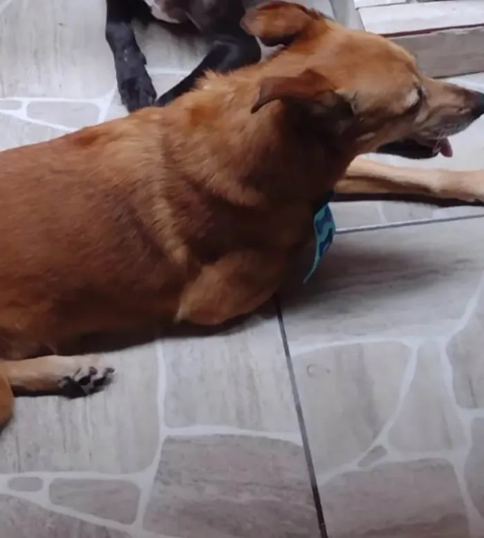 Cachorro ra a Vira lata  idade 6 ou mais anos nome SPIKE