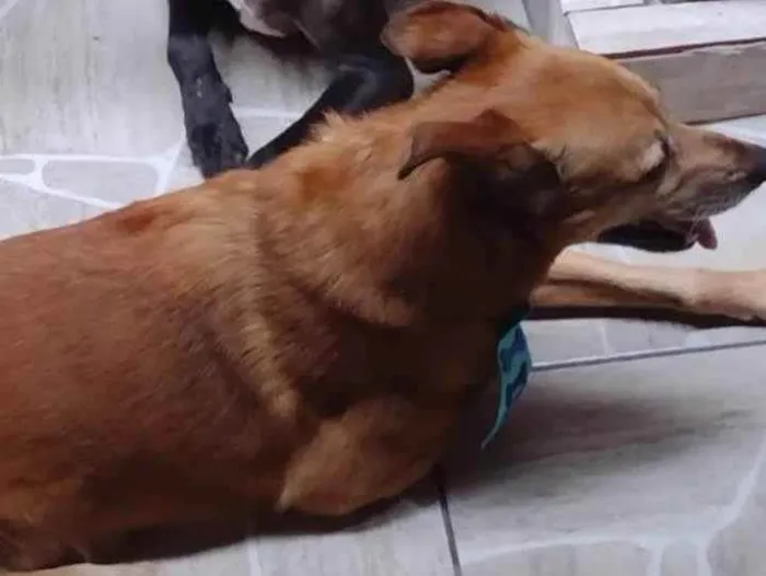 Cachorro ra a Vira lata  idade 6 ou mais anos nome SPIKE