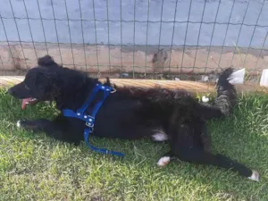 Cachorro raça Indefinida  idade 2 a 6 meses nome Nego