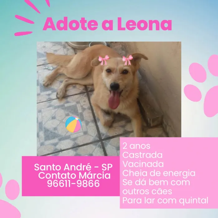 Cachorro ra a SRD  idade 2 anos nome Leona