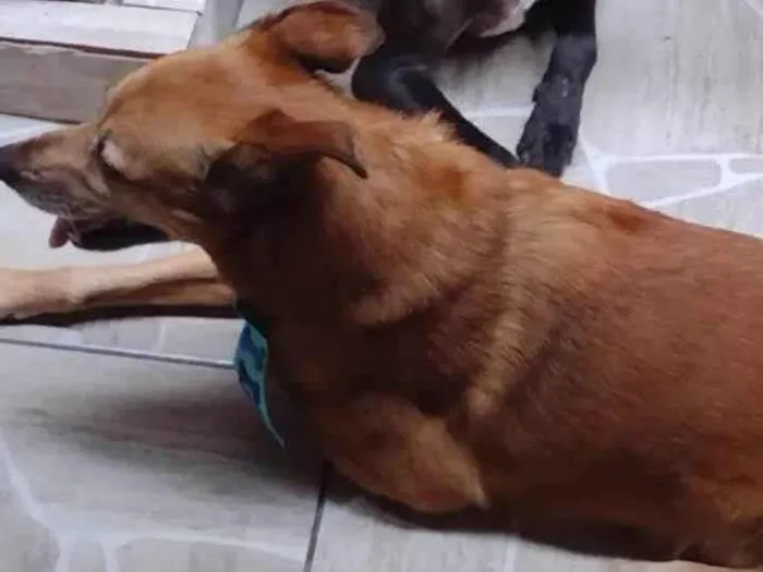 Cachorro ra a Vira lata  idade 6 ou mais anos nome SPIKE