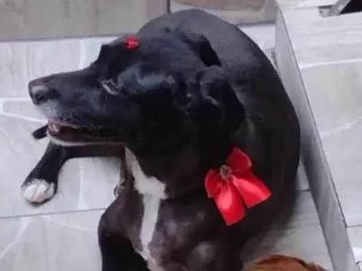 Cachorro ra a Vira lata  idade 5 anos nome Suzi