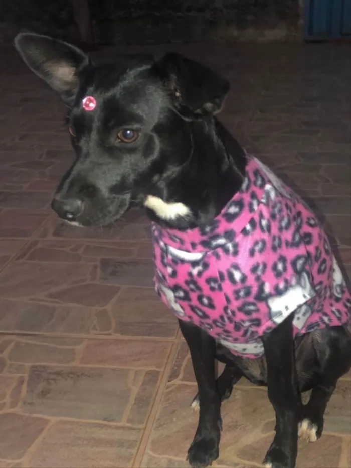 Cachorro ra a Mestiça  idade 1 ano nome Pretinha 