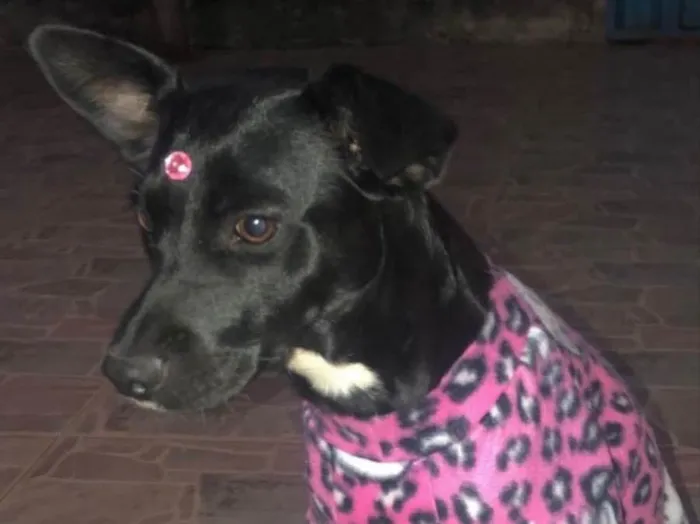 Cachorro ra a Mestiça  idade 1 ano nome Pretinha 